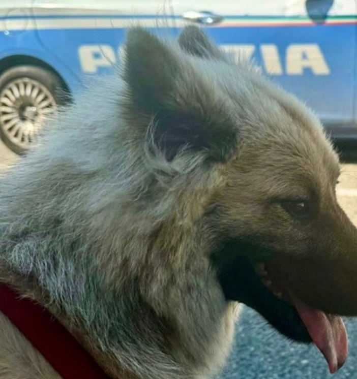 Il mezzo, sottratto sabato, era in corso Tazzoli: gli agenti hanno ritrovato ed aiutato Tais