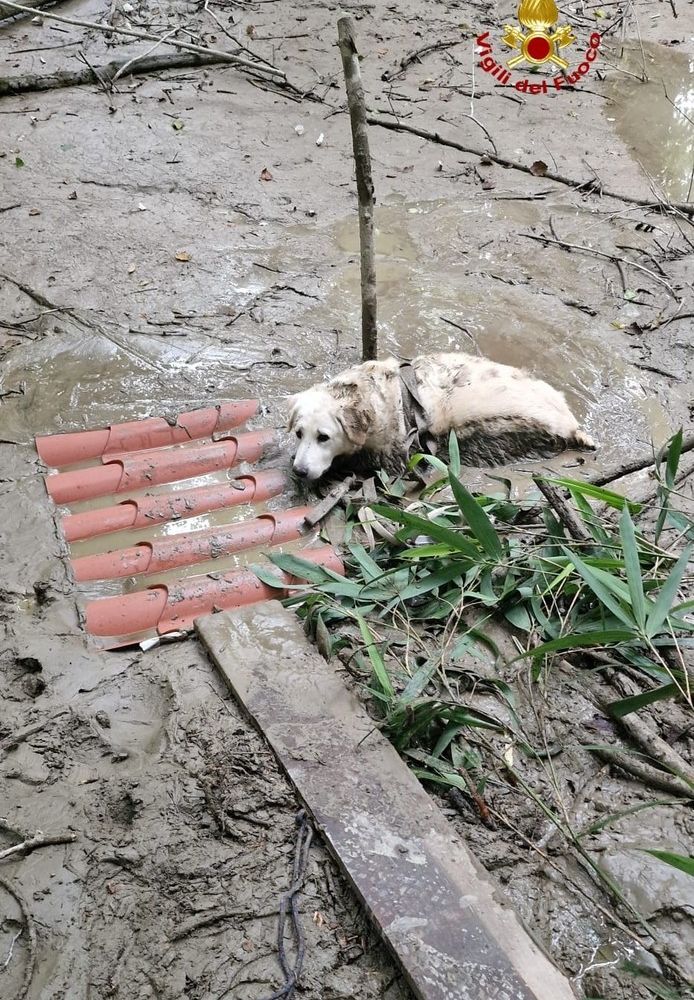 Cane bloccato nel fango