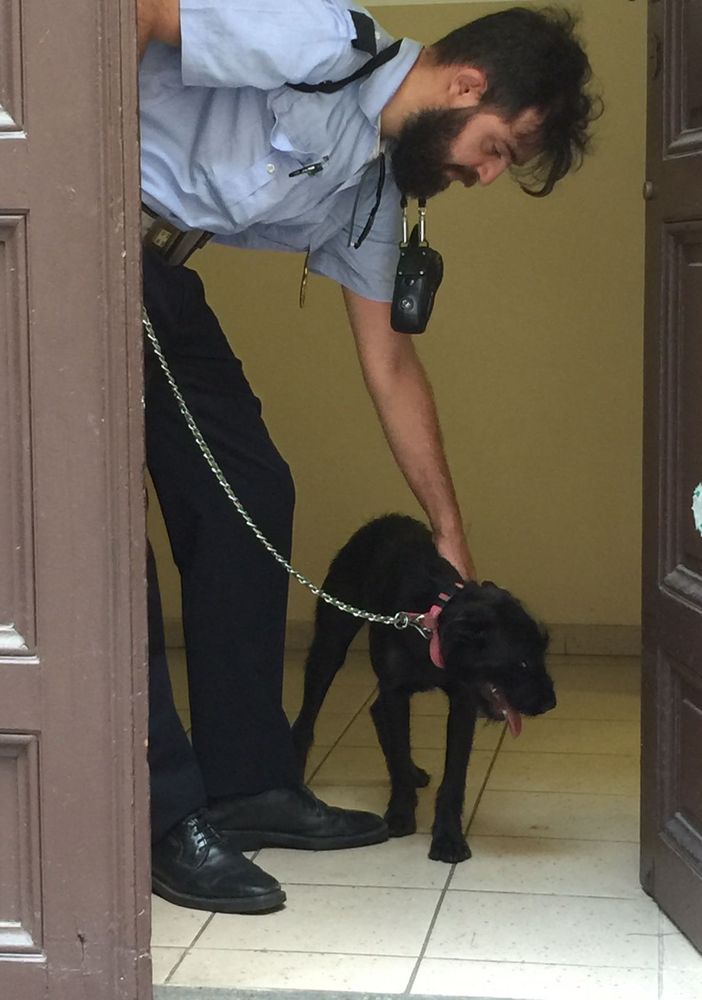 Dimentica il cane dentro la sua Alfa 147 sotto il sole, l'amico a quattro zampe salvato dai vigili urbani