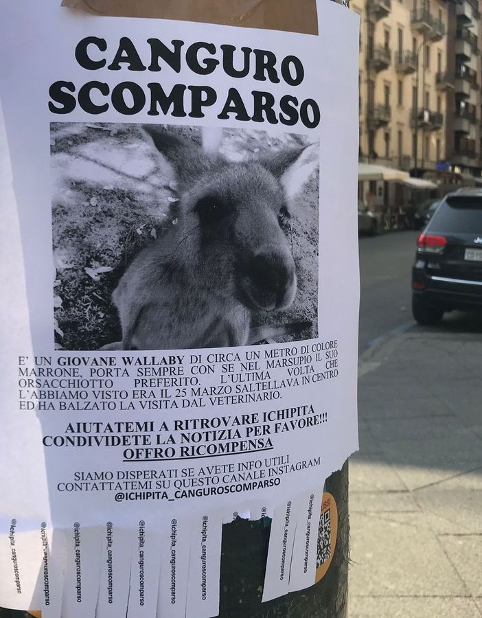 manifesto canguro scomparso