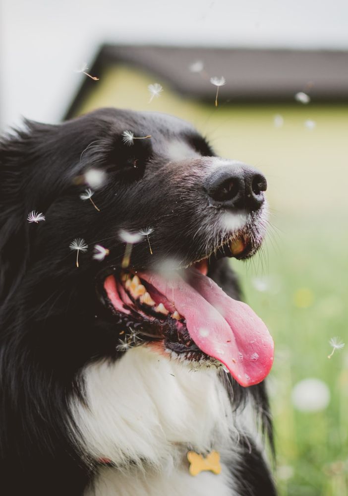 Come capire se il proprio cane ha i parassiti?