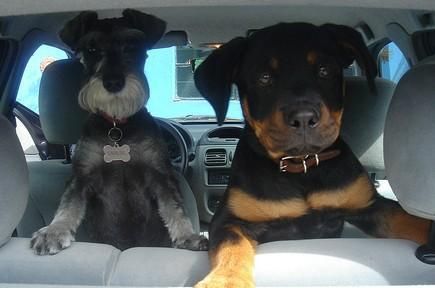 Due cani lasciati chiusi dentro una vettura rischiano di morire soffocati dal caldo: decisivo l'intervento di Polizia Municipale e Vigili del Fuoco