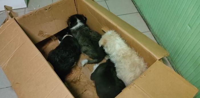 scatolone cani abbandonati