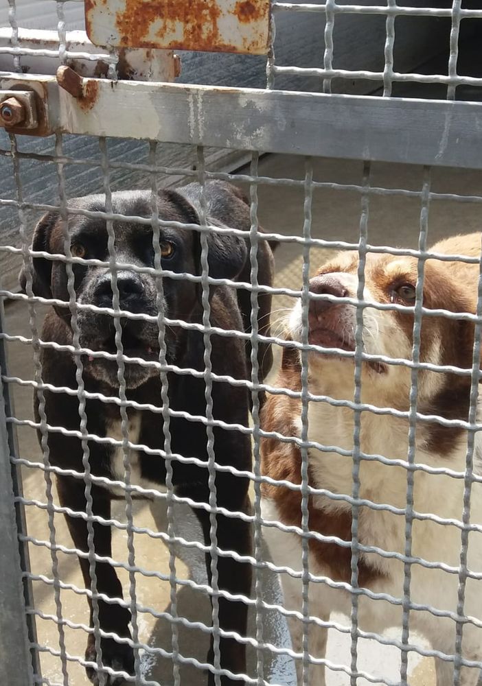 Nel rifugio di Torino, cani e gatti in cerca di casa: “Adottateli d’estate: le ferie aiutano a conoscervi”