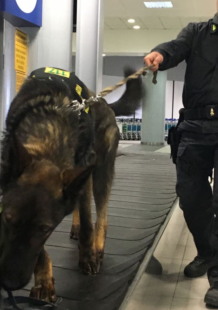 Fermato a Caselle con foglie di cocaina nel trolley: sessantenne nei guai