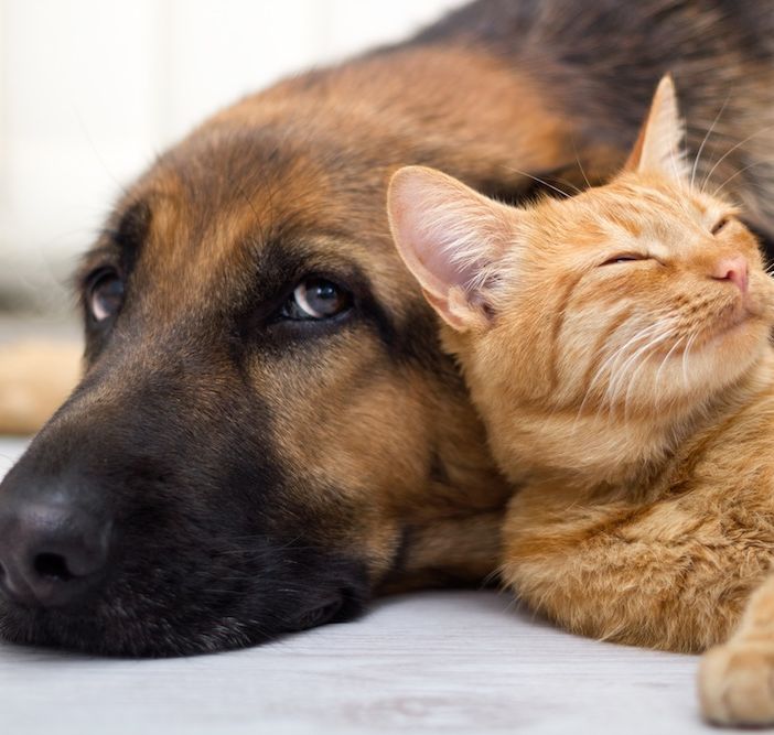 Torinesi amanti degli animali: il 78% li porta in vacanza e (se possibile) anche in ufficio
