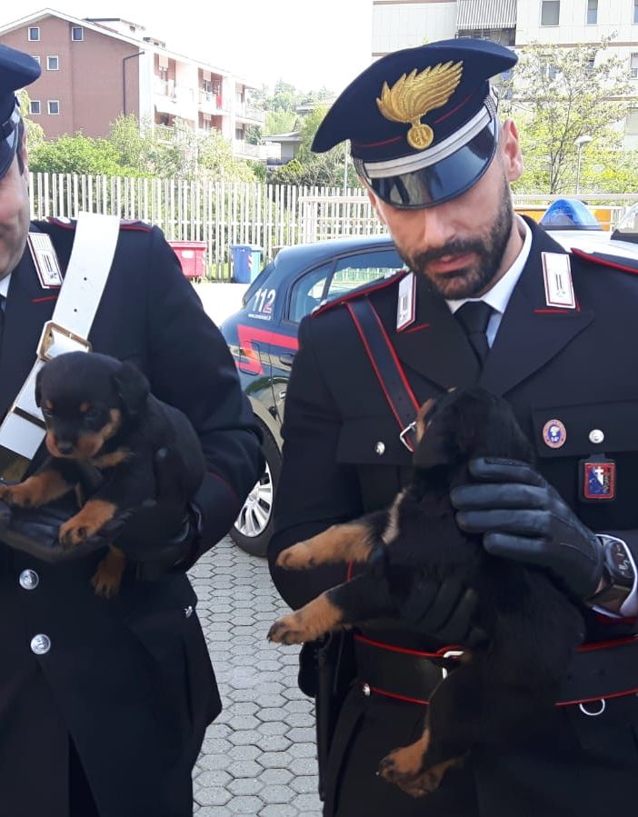 Recuperati dai carabinieri 8 cuccioli di rottweiler, si teme per la sorte del loro proprietario