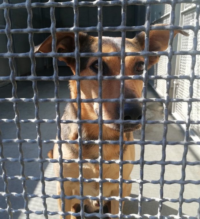 &quot;Adotta al canile di Torino&quot;: al via la campagna comunicativa per dare una nuova casa a cani e gatti (FOTO)