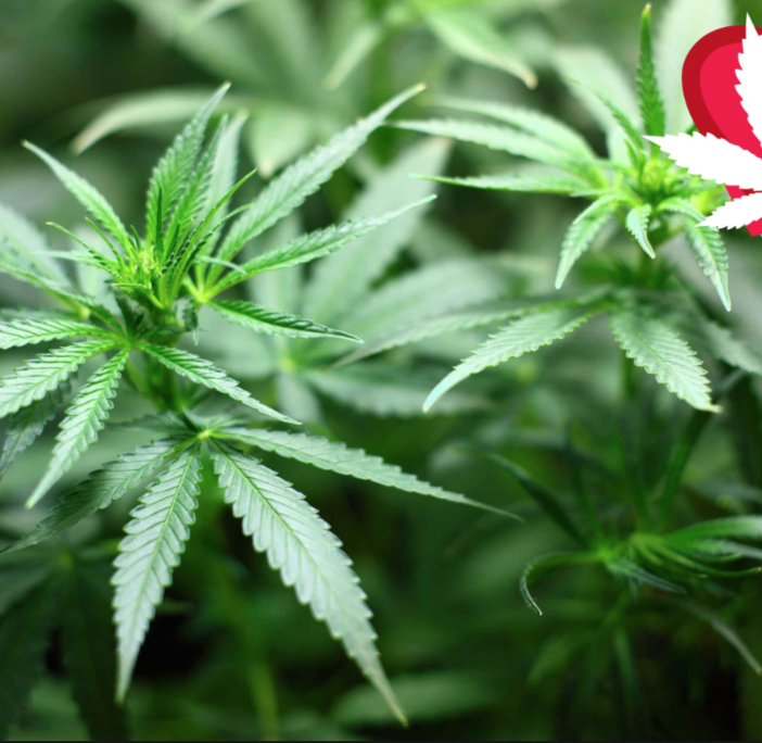 Popolo della Famiglia Piemonte: “Chiudere per Natale i negozi di cannabis”