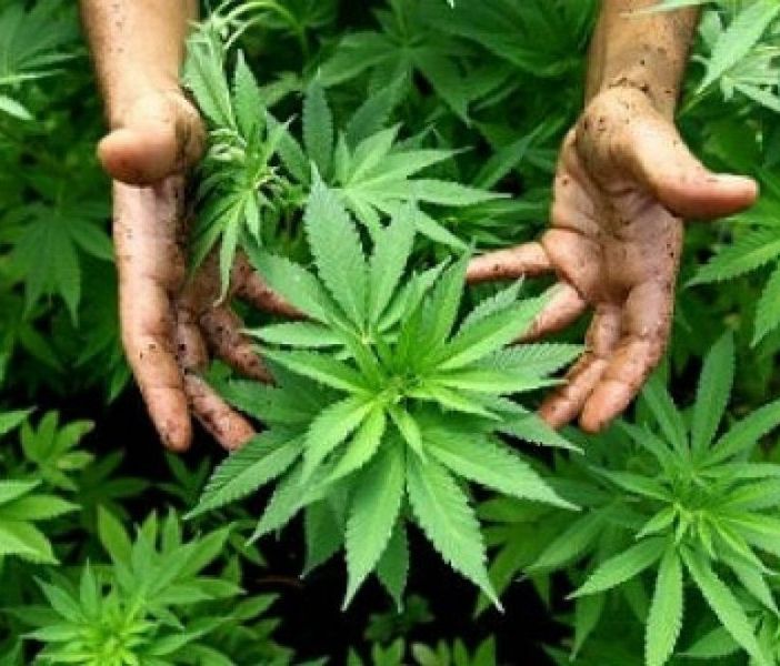 Coltivazione cannabis, via libera in Commissione in Regione