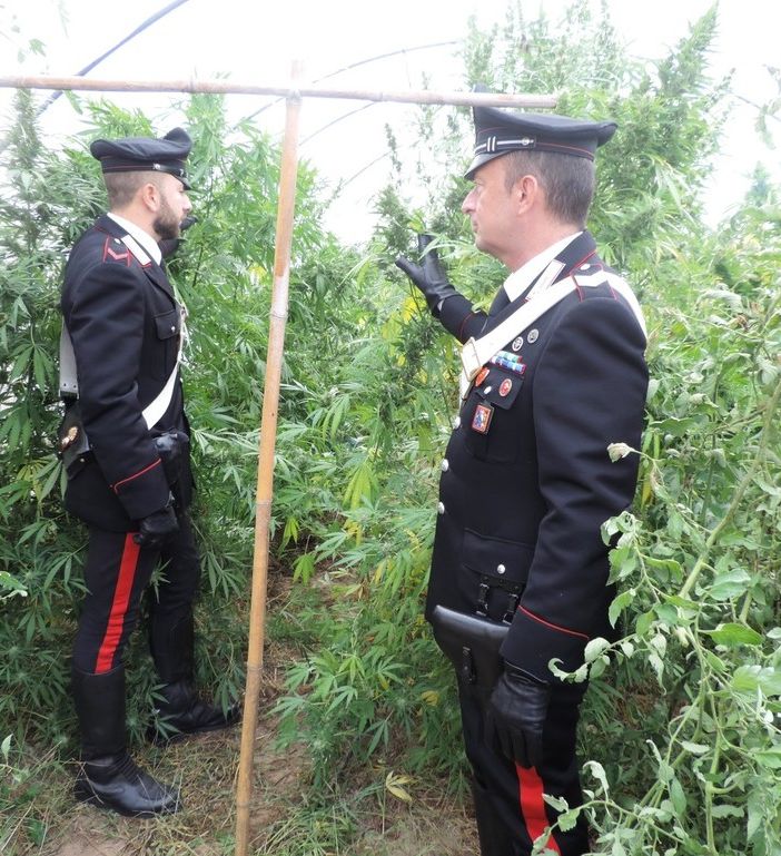 &quot;Droga fai da te&quot; in continuo aumento: la produzione di cannabis è diventata un business