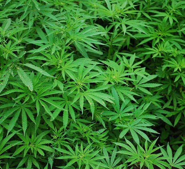 Olio CBD: aumenta l’uso nella preparazione degli alimenti