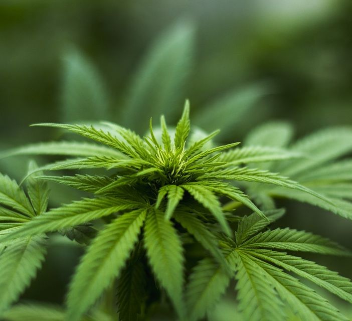 Si può far crescere cannabis medica a casa se si vive in Italia?