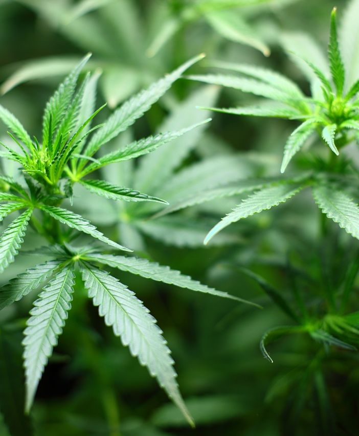 Hashish legale, come comprarlo online