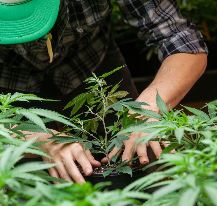 Il successo della cannabis light