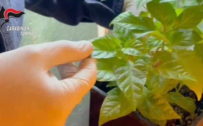 La lite di coppia li smaschera: in casa nascondevano un impianto di coltivazione della marijuana