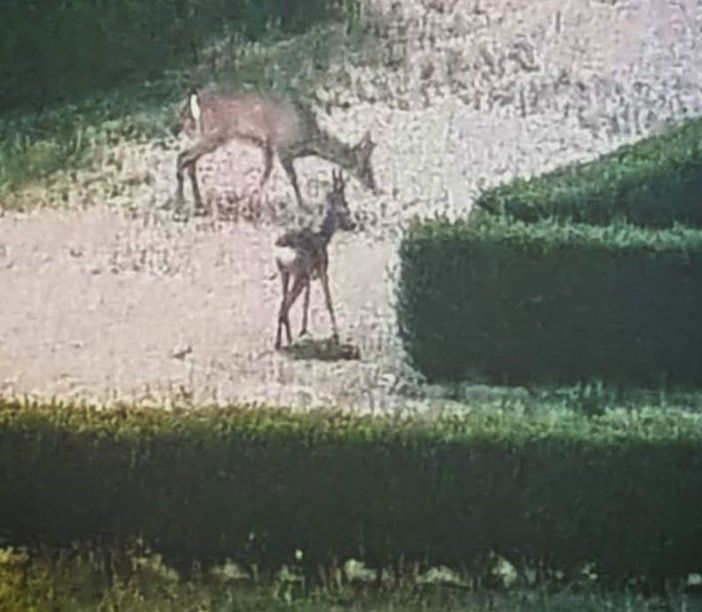 Coronavirus, meno auto in circolazione: così si vedono i caprioli correre dentro il parco di Stupinigi