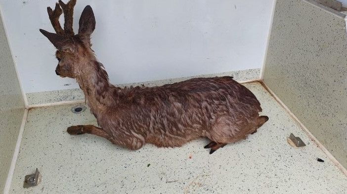 capriolo moncalieri