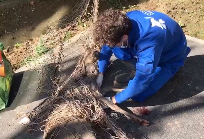 capriolo recuperato