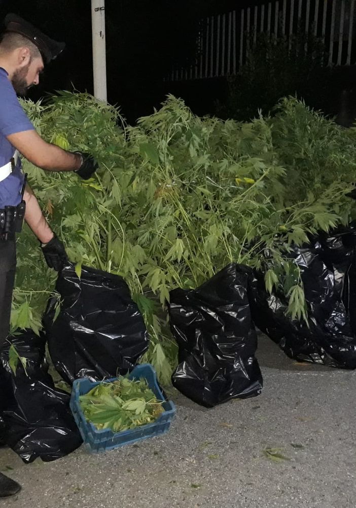 Cuorgnè: casa di campagna era in realtà una mini-industria della marijuana