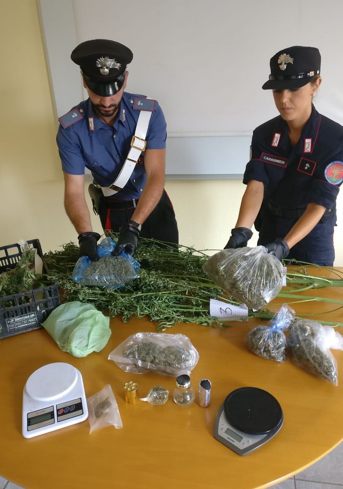 Chivasso, nell'orto cresceva la marijuana: in manette 40enne