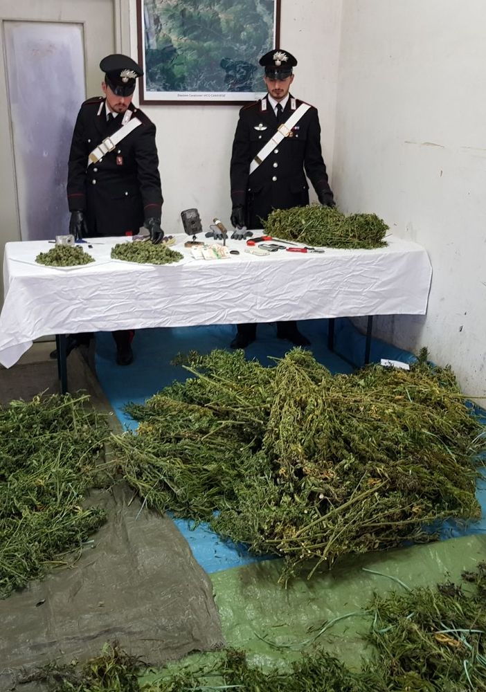 Rinvenuti 14 chili di marijuana in una abitazione in Valchiusella (VIDEO)