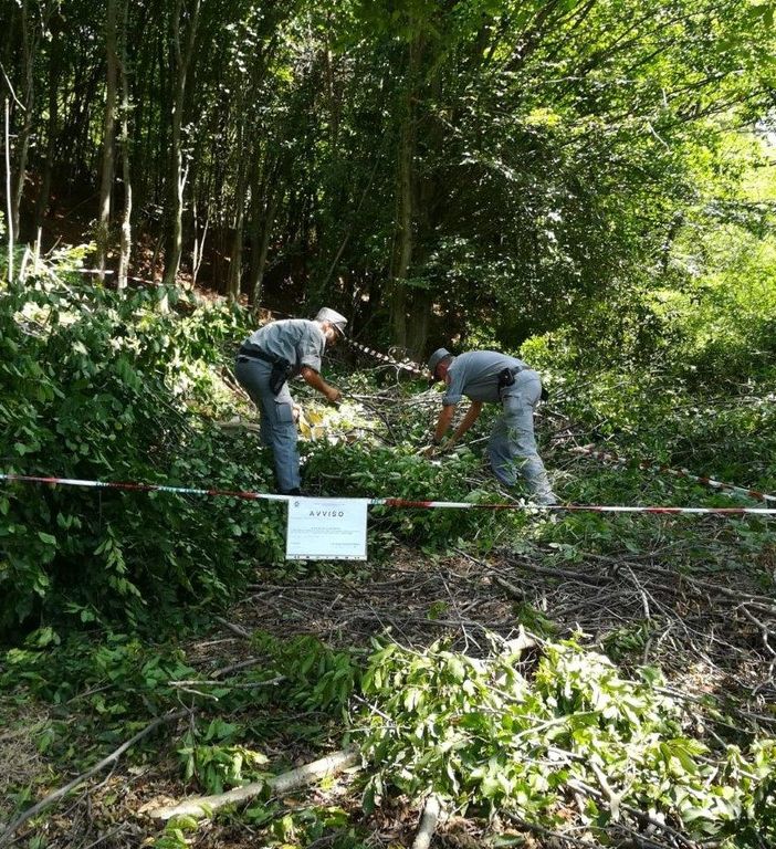 Furti di legname nei boschi di Cumiana, una persona denunciata