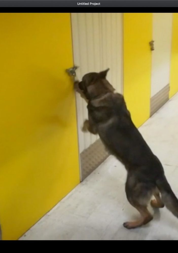 Nella cassetta di deposito privato c'era un tesoro in contanti e lingotti d'oro: arrestato un imprenditore (FOTO e VIDEO)