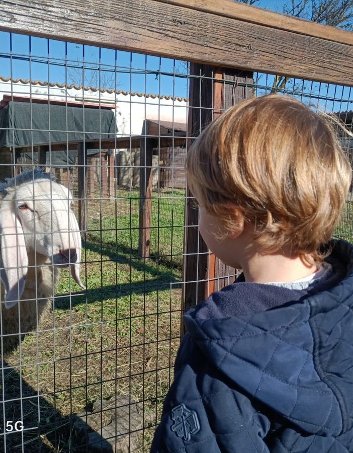 Bimbo biondo che guarda animali in un recinto
