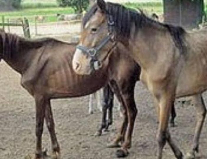 Maltrammenti di animali in una fattoria di San Benigno, anche il giudice si commuove