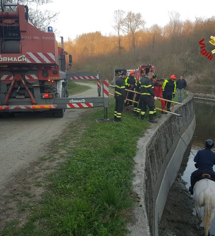 Cavallo cade nel canale d'Ivrea, recuperato con i sommozzatori e un'autogru
