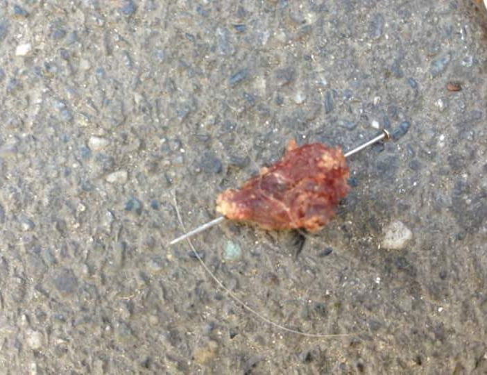 Bocconi-trappola a Mirafiori, padrone col cane trova chiodi nella carne