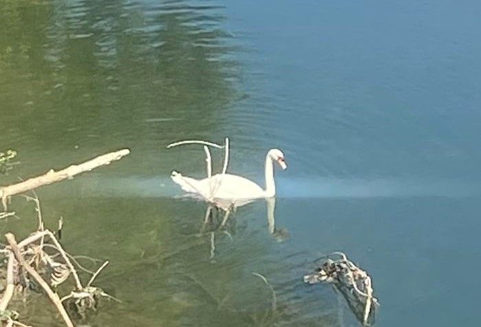 cigno ponte sassi