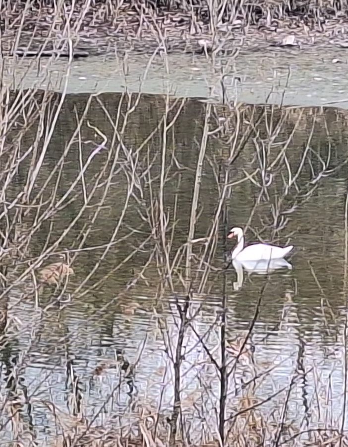 Un cigno reale a Falchera: un ospite a sorpresa che incanta Torino Nord