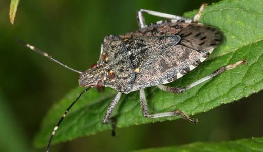 Cimice asiatica, Coldiretti: &quot;Via libera a vespa samurai per salvare i raccolti made in Piemonte&quot;