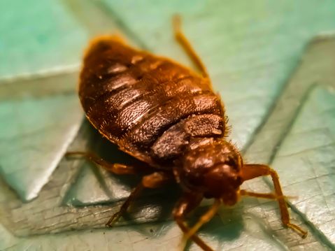 Da Pozzo Strada a San Salvario, case invase dalla cimice dell'olmo. Il Comune: &quot;Mettete zanzariere e strisce incollanti&quot;