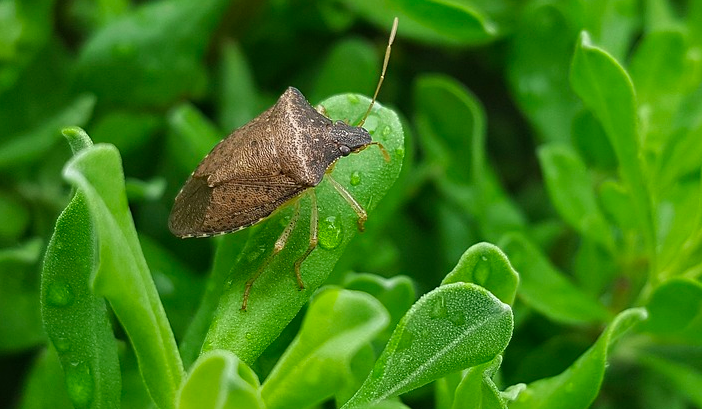 Il clima mite fa scattare l'allarme delle cimici, con un nuovo &quot;nemico&quot;