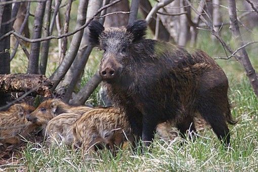 Emergenza peste suina: al Canc di Grugliasco stop al ritiro di cinghiali feriti o in difficoltà