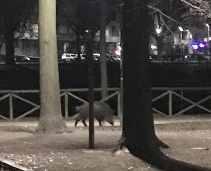 cinghiale su lungo Po