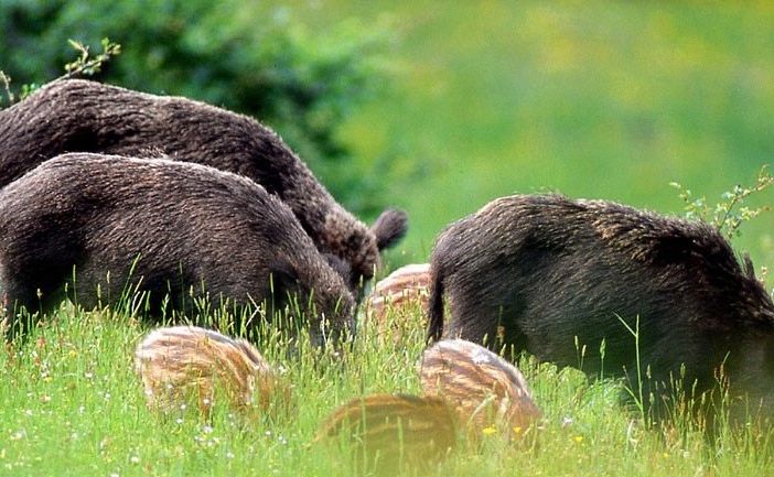 Cinghiali, Uncem sta con Coldiretti: &quot;Danno per l'agricoltura e pericolo sulle strade&quot;
