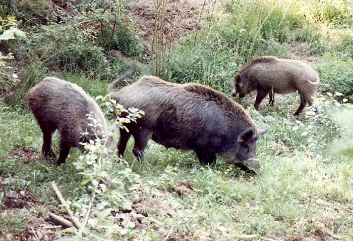 &quot;Nocivosaraitu&quot;, domani convegno di Pro Natura Animali a Vol.To