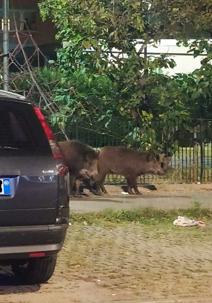 La Municipale 'scorta' una famiglia di cinghiali a spasso lungo via Bologna