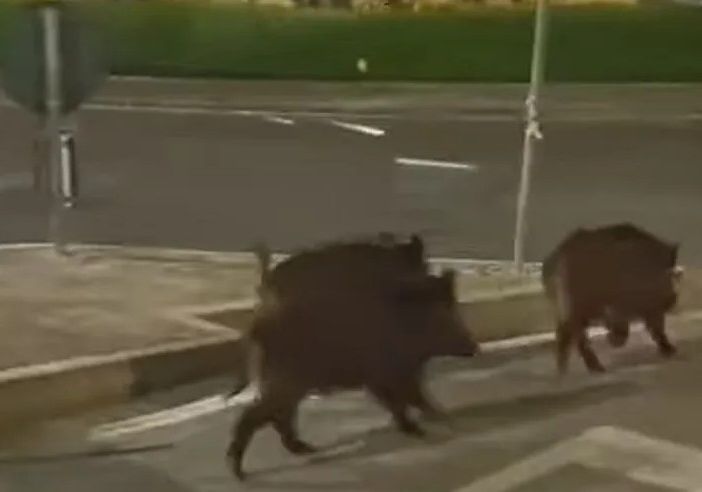 Fuori programma a Moncalieri, gruppo di cinghiali a passeggio in Borgo Navile