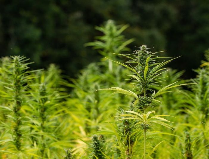 Sì dal Consiglio regionale al sostengo della coltivazione di cannabis sativa