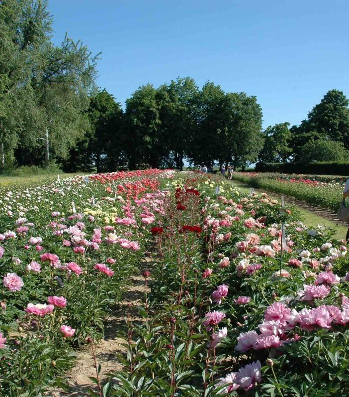 A Carmagnola ritorna l'appuntamento con “Peonie in Fiore”