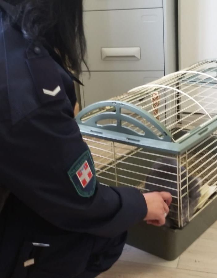 Coniglietto abbandonato viene salvato dai vigili urbani di Nichelino