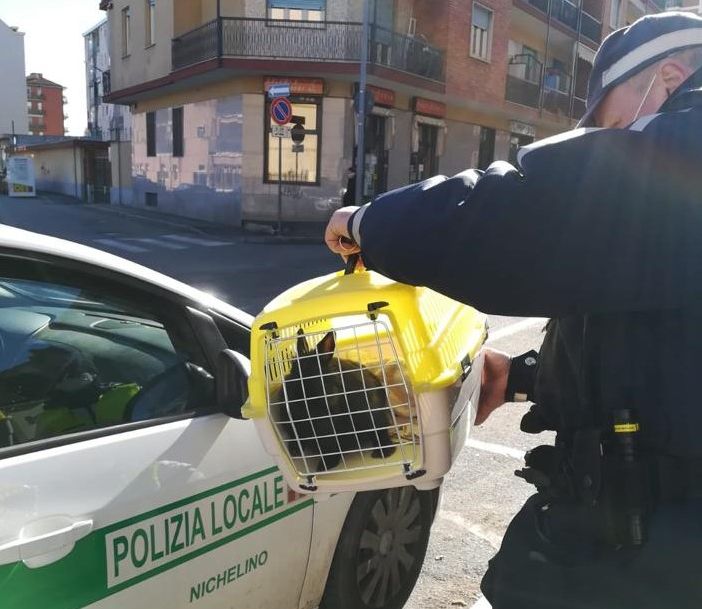 il coglio salvato dai vigili di Nichelino