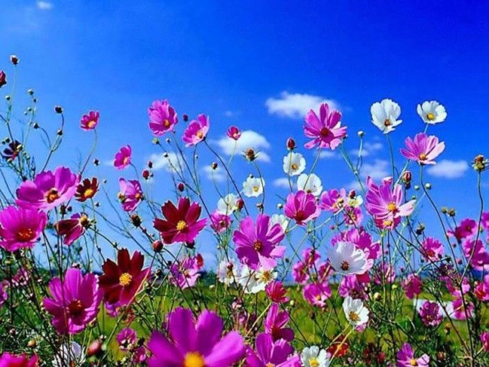 Alla Matteotti-Pellico di Cavoretto un flash mob e tante iniziative per celebrare l'ambiente e il primo giorno di primavera