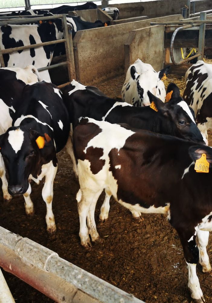 Qualità e trasparenza: l’eccellenza di Piemonte Latte