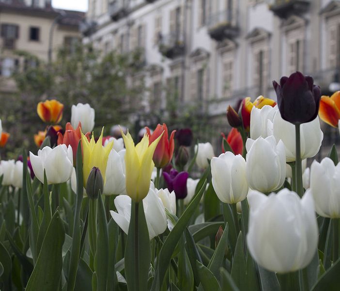 Messer Tulipano: oltre 3 mila bulbi saranno piantati in piazza Emanuele Filiberto